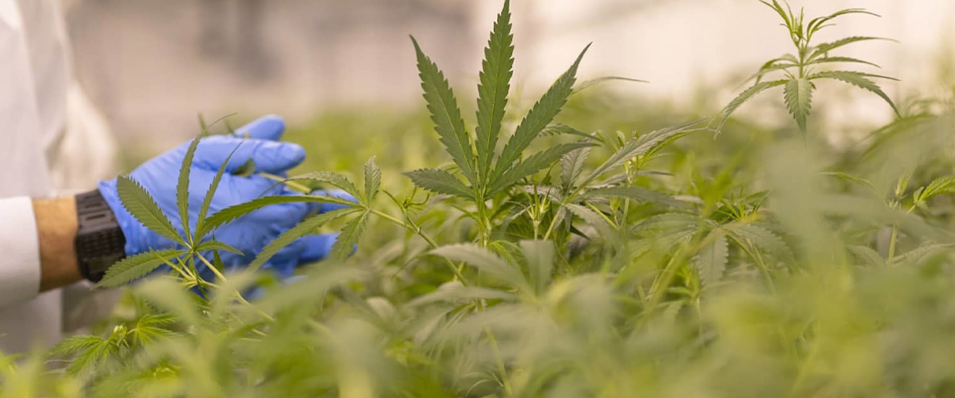 What is the difference between hemp-derived and cannabis-derived delta 8 products?