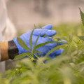 What is the difference between hemp-derived and cannabis-derived delta 8 products?